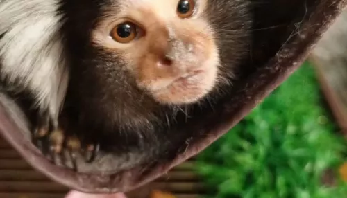 Очень маленькую обезьянку продают в Алтайском крае за 120 тысяч рублей