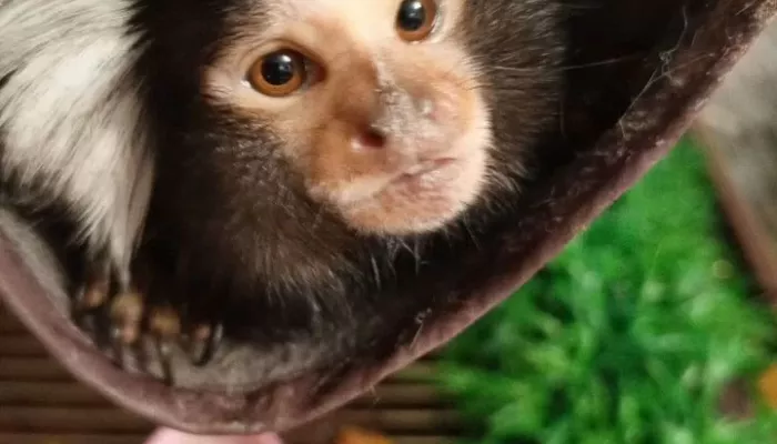 Очень маленькую обезьянку продают в Алтайском крае за 120 тысяч рублей