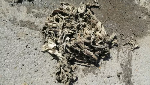 Косы из влажных салфеток: в Барнауле бьют тревогу из-за забитой канализации