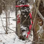 Просто все погибнут: вырубка деревьев в парке Ленина взбудоражила барнаульцев