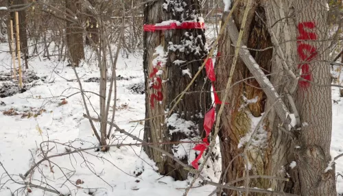 Просто все погибнут: вырубка деревьев в парке Ленина взбудоражила барнаульцев