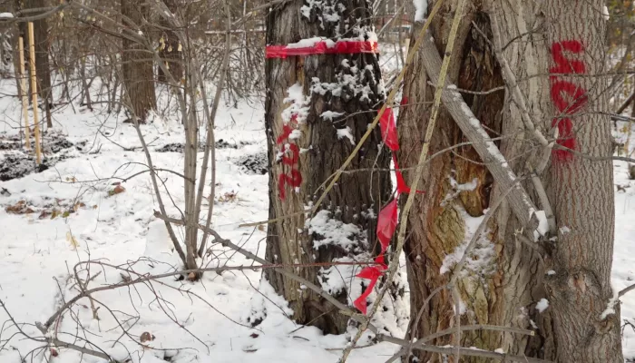 Просто все погибнут: вырубка деревьев в парке Ленина взбудоражила барнаульцев