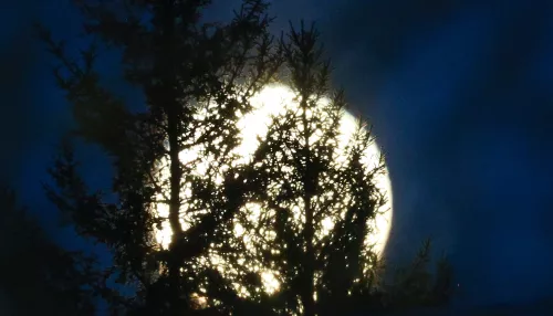 Яркая и большая: Бобровая суперлуна взошла над Барнаулом. Фото