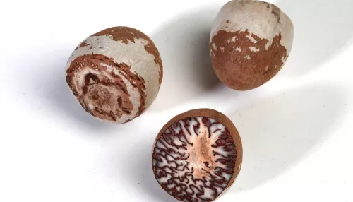 Российские школьники подсели на опасный наркотический орех из Азии