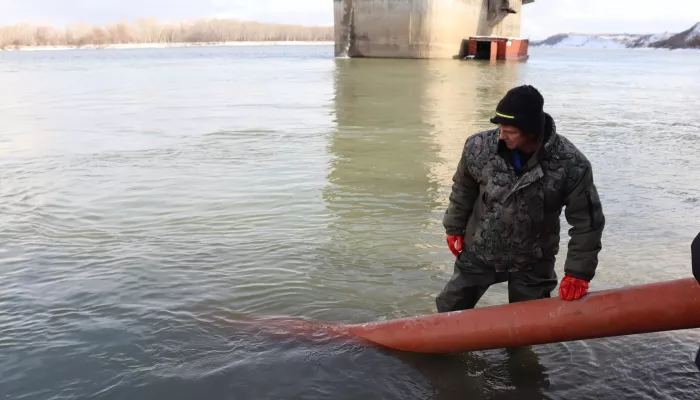 Благодаря Росводоканал Барнаул в Оби стало больше сазана