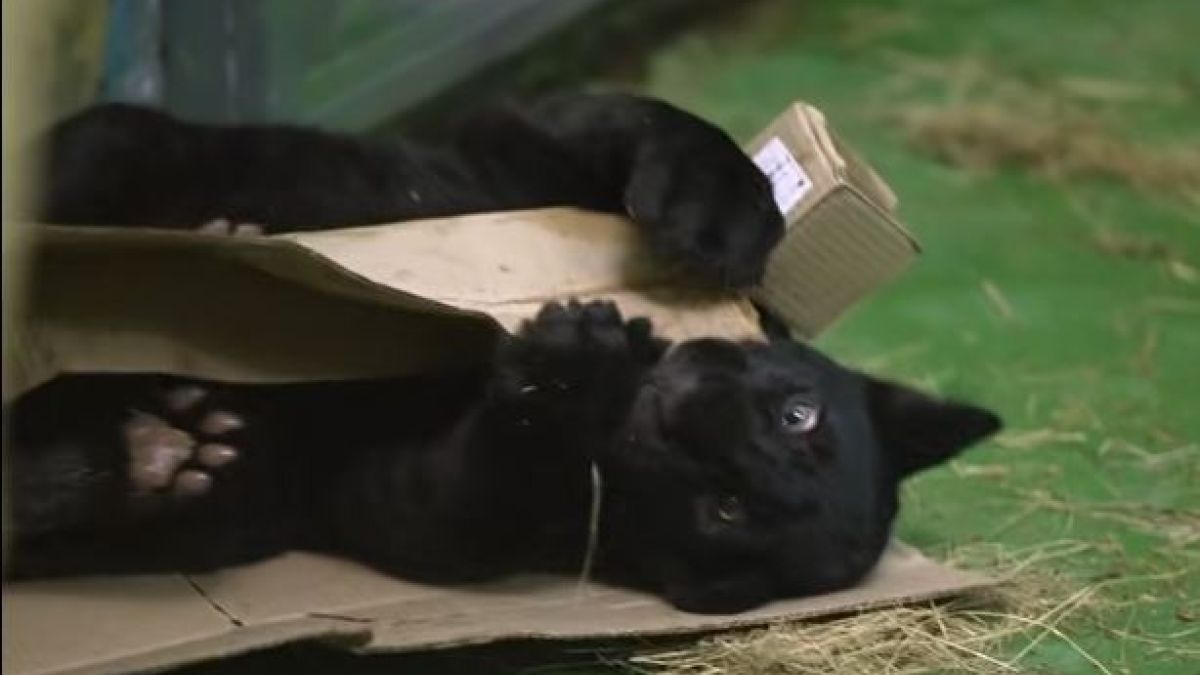 Ягуар Габриэль