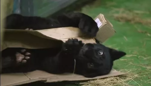 В Новосибирском зоопарке поселился очаровательный ягуар Габриэль. Видео