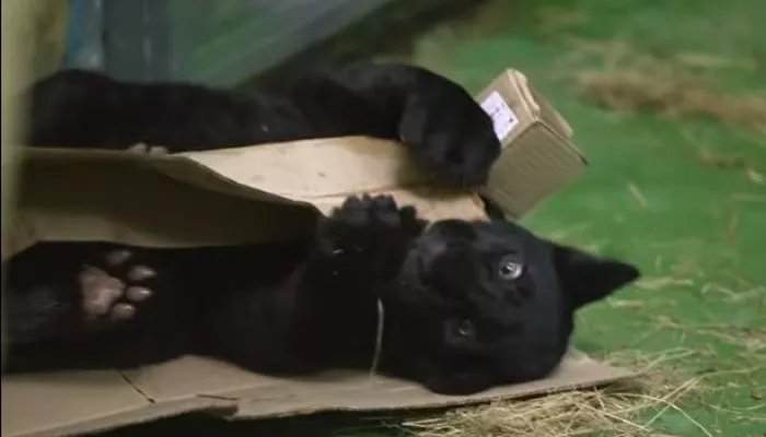 В Новосибирском зоопарке поселился очаровательный ягуар Габриэль. Видео