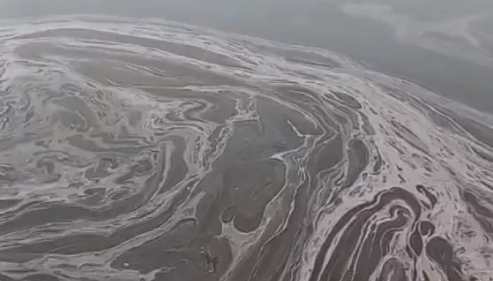 Жители Бийска переживают за здоровье лебедей из-за непонятной жижи в Бии