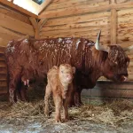 В семействе хайлендов в барнаульском зоопарке родился пушистый теленок. Фото