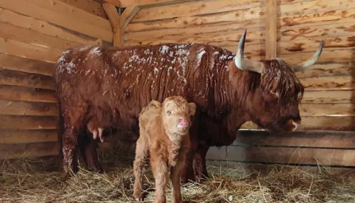 В семействе хайлендов в барнаульском зоопарке родился пушистый теленок. Фото