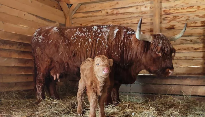 В семействе хайлендов в барнаульском зоопарке родился пушистый теленок. Фото