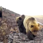 Медведей, живущих в горах на границе с Монголией, засняли в Республике Алтай. Видео