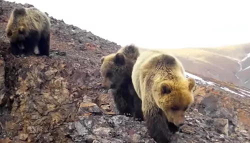 Медведей, живущих в горах на границе с Монголией, засняли в Республике Алтай. Видео