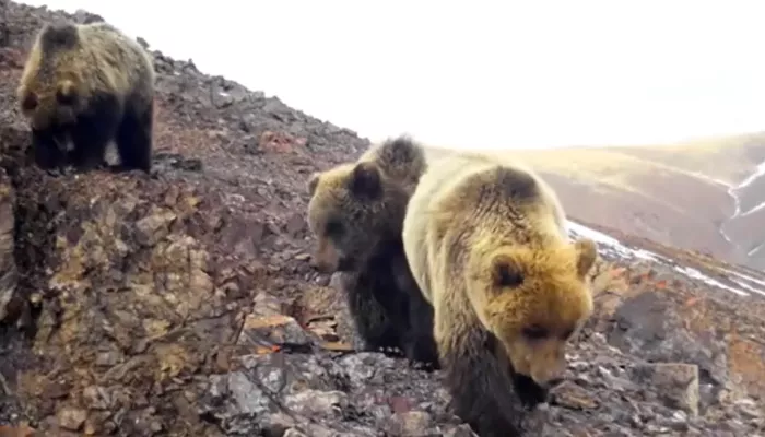 Медведей, живущих в горах на границе с Монголией, засняли в Республике Алтай. Видео