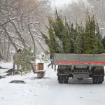 Пришло время: почему парку имени Ленина необходимо обновление деревьев