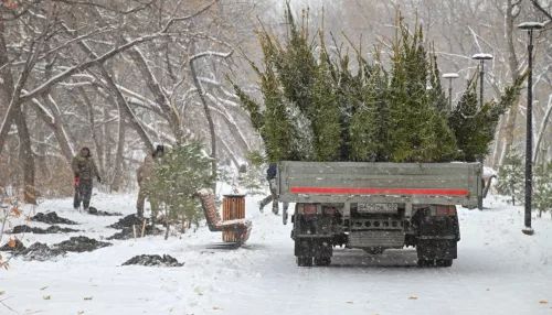 Пришло время: почему парку имени Ленина необходимо обновление деревьев