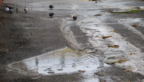 До +4 градусов, без осадков: ноябрьское потепление пришло в Алтайский край