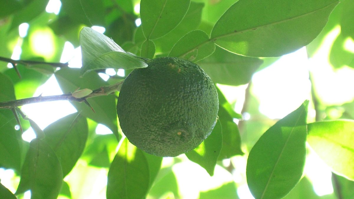 Юдзу. Фрукт