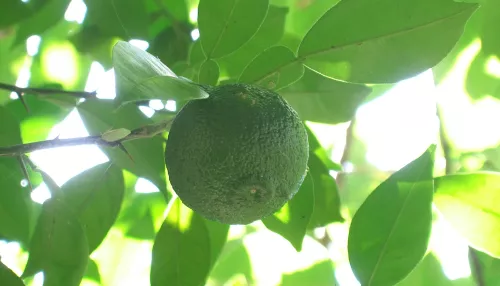 В кофейнях Барнаула появились напитки с юдзу: что это и каково на вкус