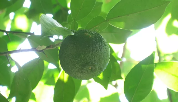 В кофейнях Барнаула появились напитки с юдзу: что это и каково на вкус