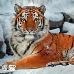 Ушла легенда: в Новосибирском зоопарке скончался 20-летний амурский тигр Максимус