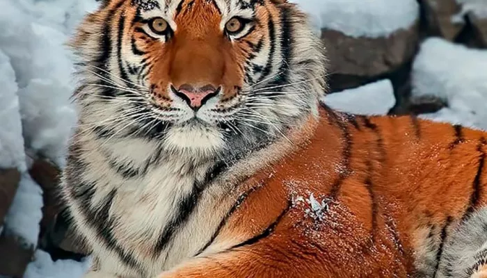 Ушла легенда: в Новосибирском зоопарке скончался 20-летний амурский тигр Максимус