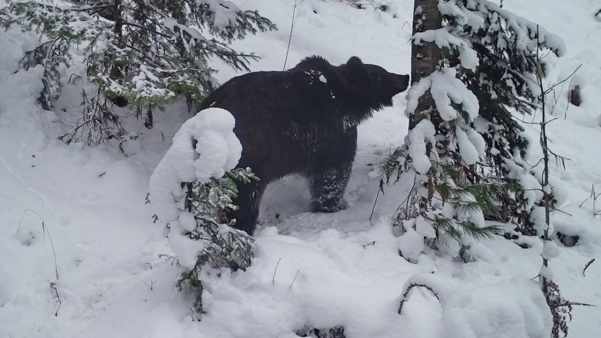 Бурый медведь в Алтайском заповеднике