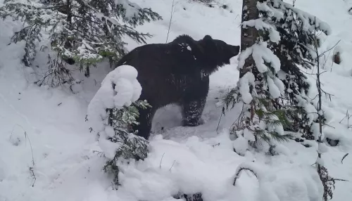 В Алтайском заповеднике запечатлели медведя на пути к берлоге