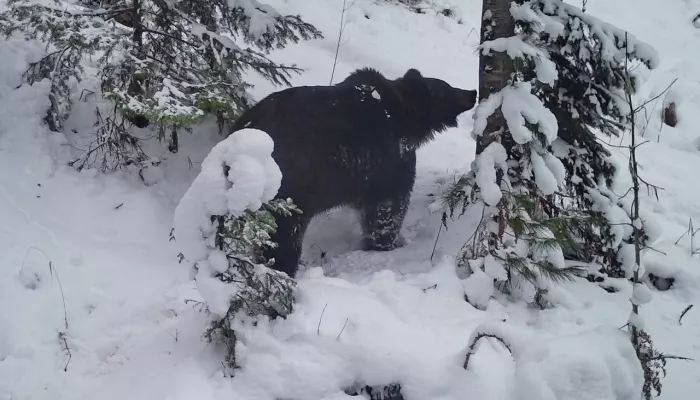 В Алтайском заповеднике запечатлели медведя на пути к берлоге
