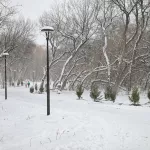 Это чаща: эксперты объяснили, чем опасны аварийные деревья в парке имени Ленина