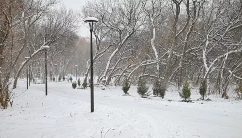 Это чаща: эксперты объяснили, чем опасны аварийные деревья в парке имени Ленина
