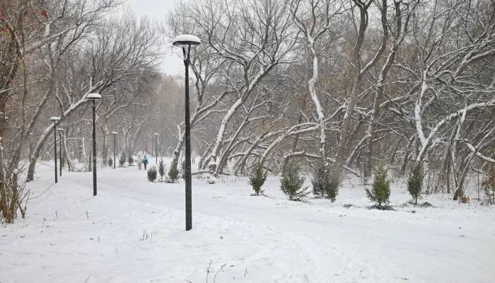 Это чаща: эксперты объяснили, чем опасны аварийные деревья в парке имени Ленина