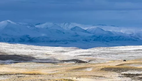 В Республике Алтай нашли новые очаги обитания снежного барса