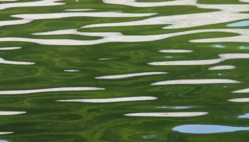 Ад, Гнилое, Жирное: озера Алтайского края оказались в списке необычных водоемов