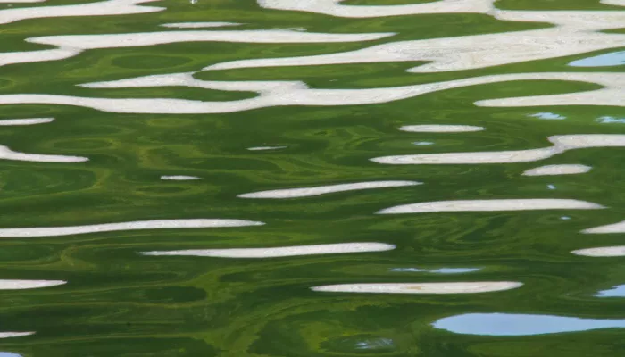 Ад, Гнилое, Жирное: озера Алтайского края оказались в списке необычных водоемов