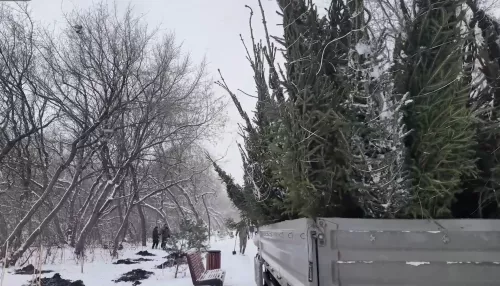 В парке имени Ленина в Барнауле провели масштабное обследование деревьев