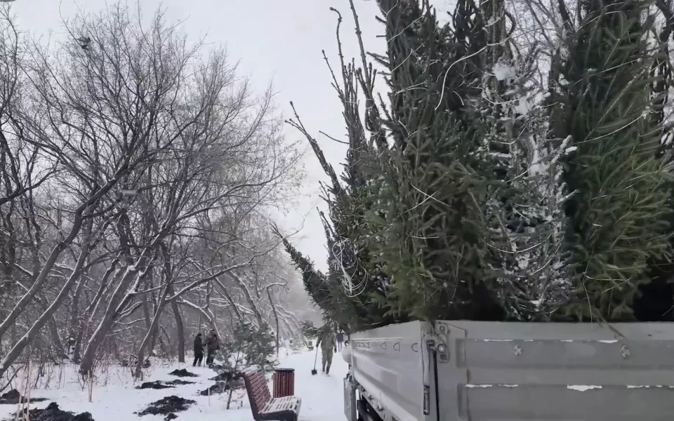 В парке имени Ленина в Барнауле провели масштабное обследование деревьев