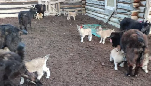 В Горном Алтае дикий козел нагулял потомство с домашними козочками и сбежал