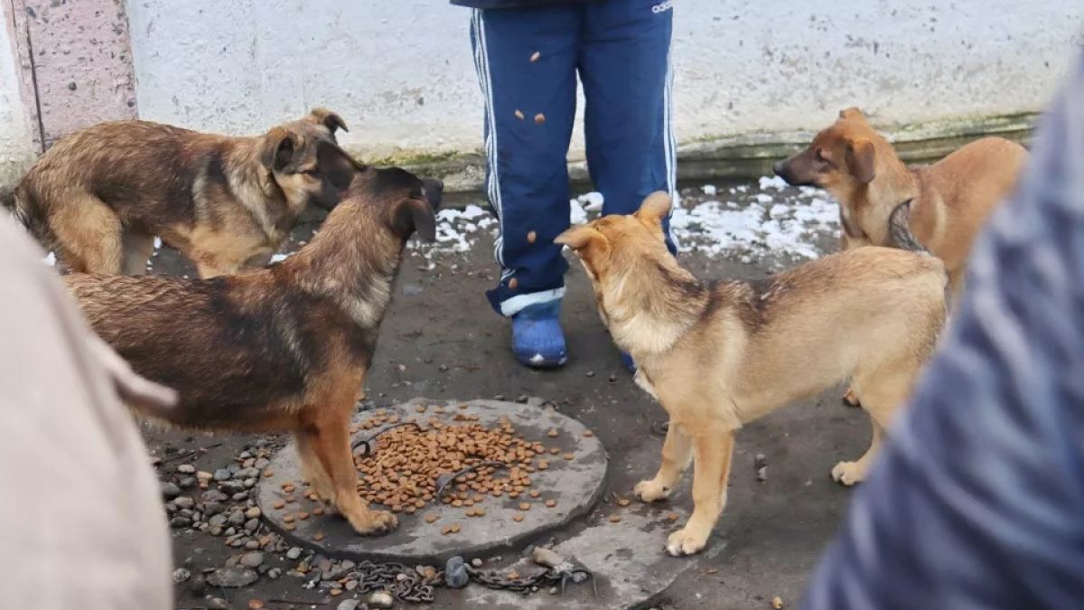 Бродячие собаки
