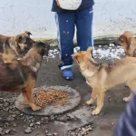 Ловца бродячих животных за 432 тысячи рублей ищут в городе-спутнике Барнаула