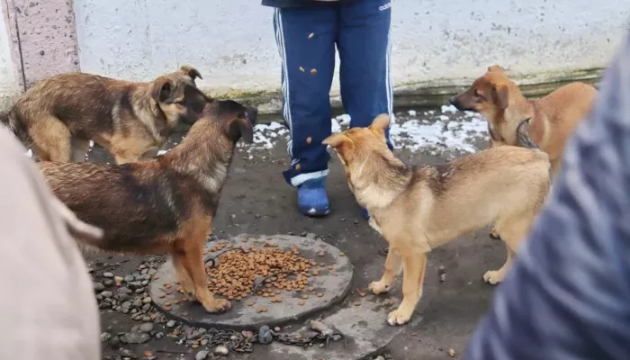 Больше 2 млн рублей готовы потратить на отлов бродячих животных в Бийске