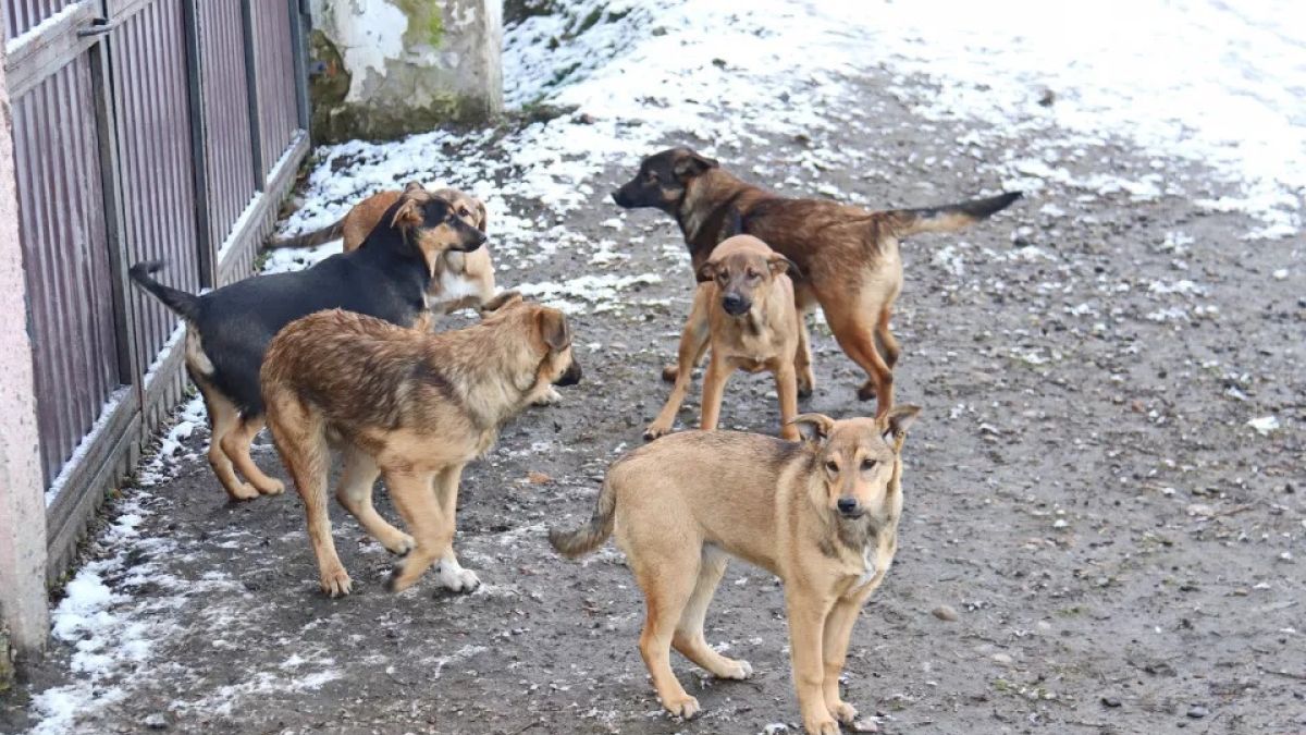 Бродячие собаки