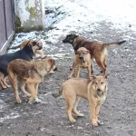 Отлов и содержание бездомных собак в Бийске доверили похоронщикам