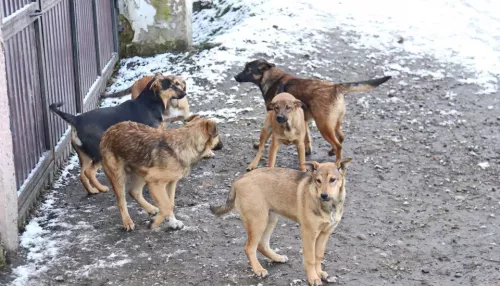 Отлов и содержание бездомных собак в Бийске доверили похоронщикам