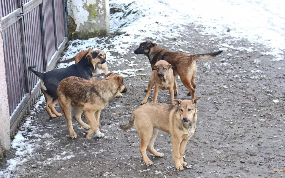 Отлов и содержание бездомных собак в Бийске доверили похоронщикам