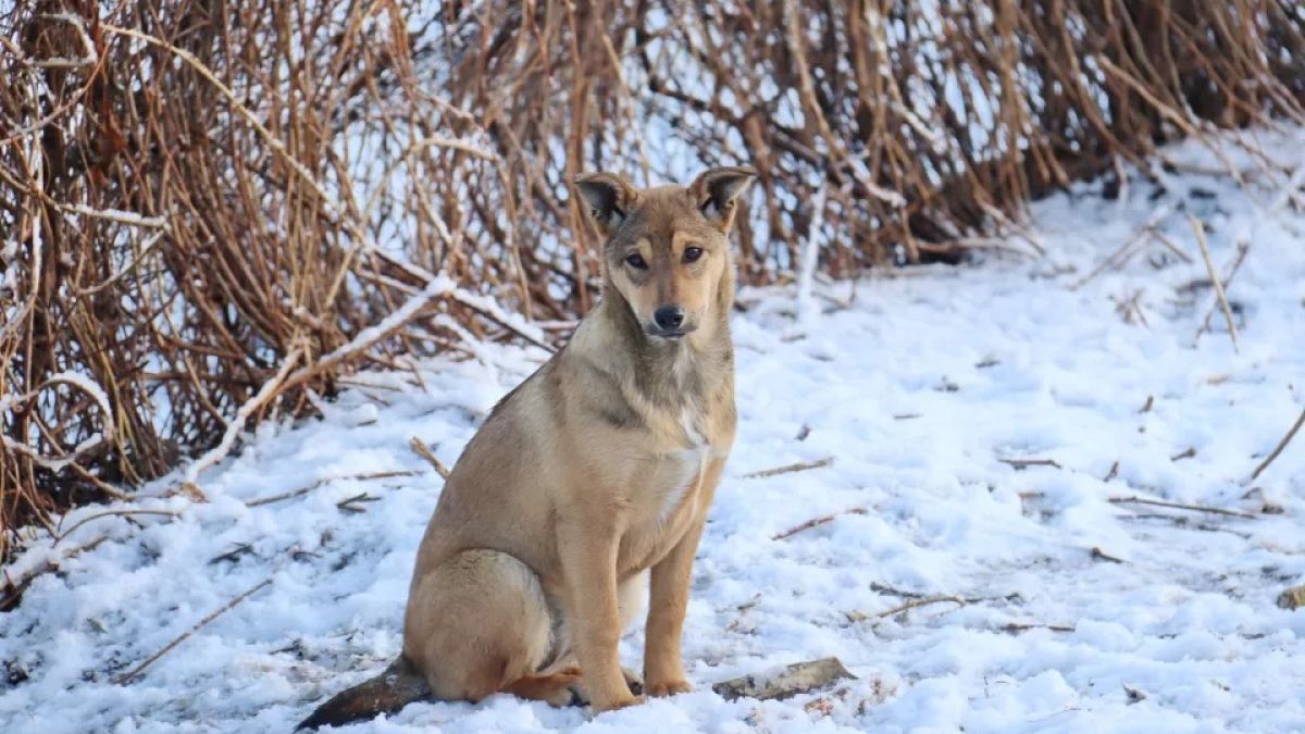 Бродячие собаки