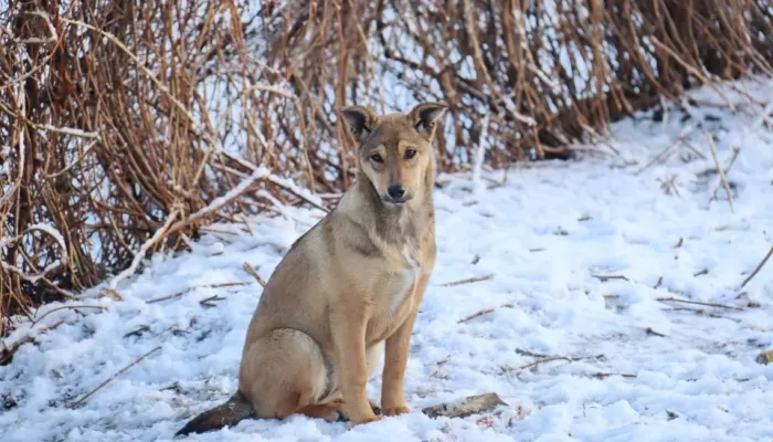Ловить, лечить, кормить: в Бийске нашли готовых заняться бродячими собаками