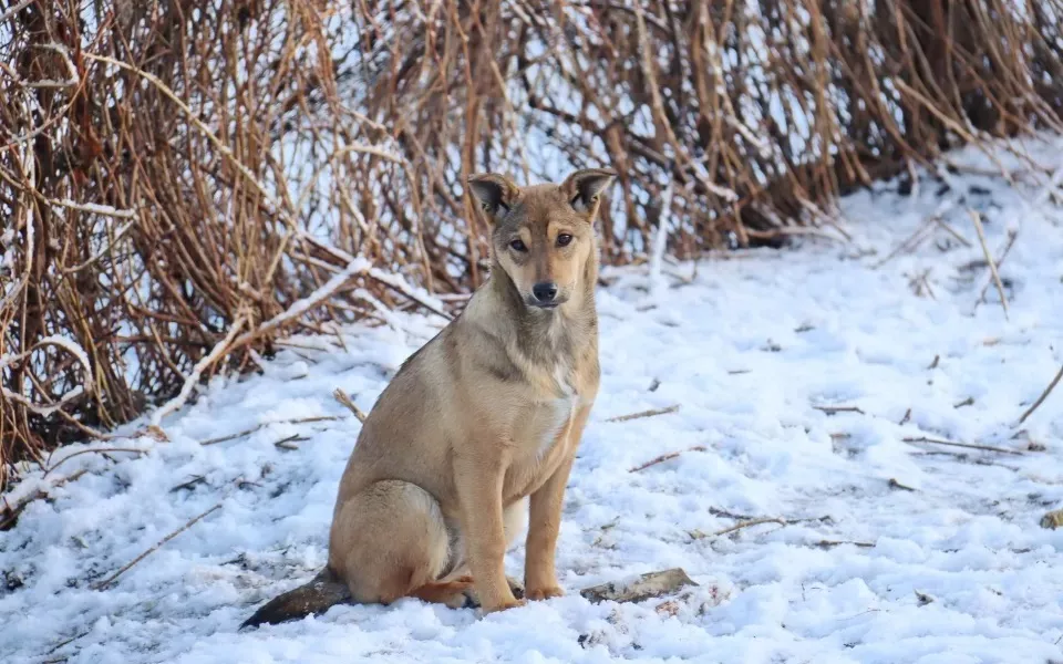 Ловить, лечить, кормить: в Бийске нашли готовых заняться бродячими собаками
