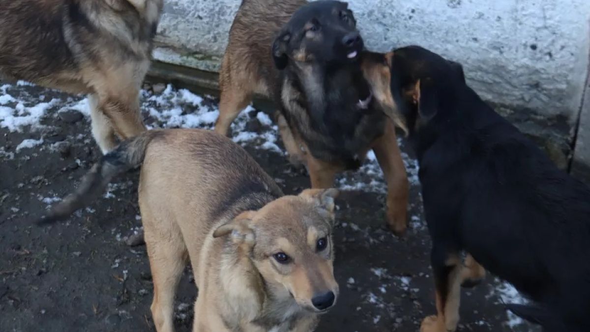 Бродячие собаки